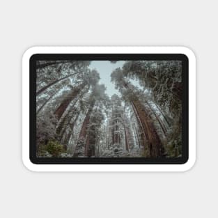 Snow in a Redwood Forest Magnet