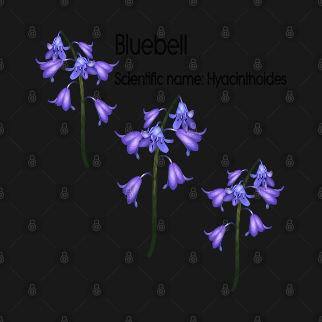 Bluebell (Scientific name Hyacinthoides) by longford