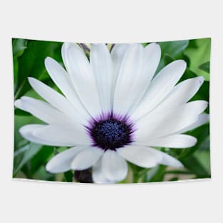 Osteospermum  &amp;#39;Sunny Carlos&amp;#39;  Sunny Series Tapestry