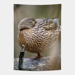 Power Nap Duck Photograph Tapestry