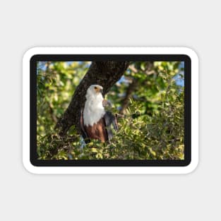 African Fish Eagle, Chobe River, Botswana Magnet