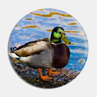 Mallard Duck Pin