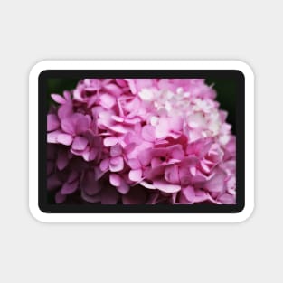 Pink Phlox Magnet