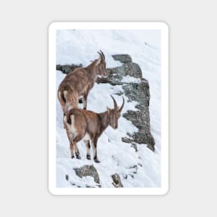 Ibex On Snow Covered Hill Magnet