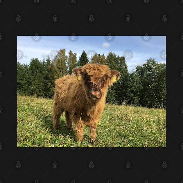 Scottish Highland Cattle Calf 1523 by SaarelaHighland