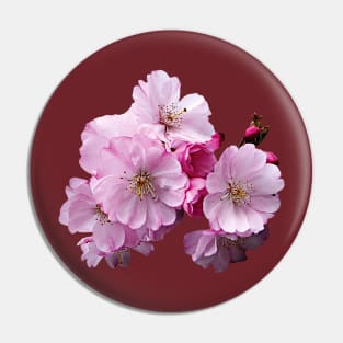 Cherry Blossoms - Closeup of Cherry Blossoms Pin