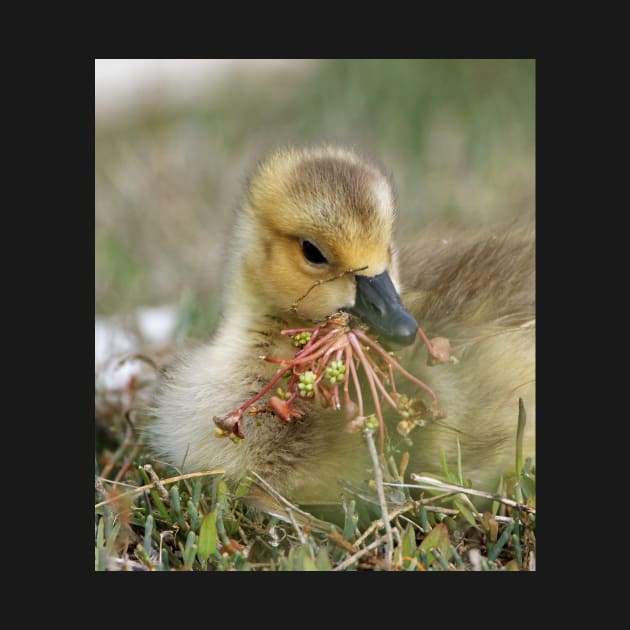 Baby Bird eating Water Flowers by SHWILDLIFE