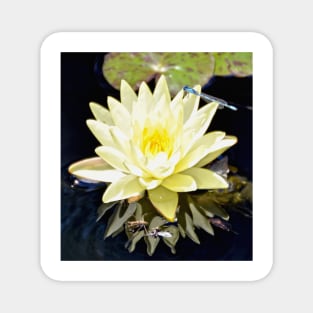 White Water Lily and Dragonfly Magnet