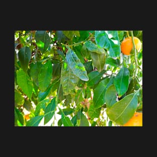 Green Leaves and Oranges Photograph T-Shirt