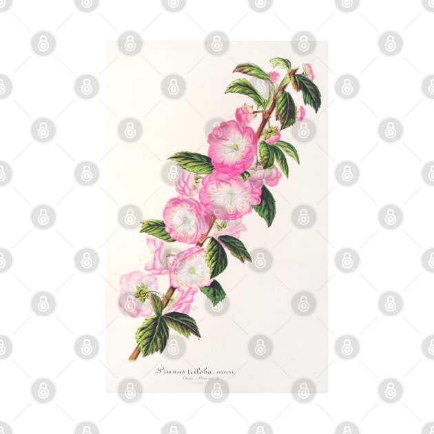 Flowering almond - Botanical Illustration by chimakingthings