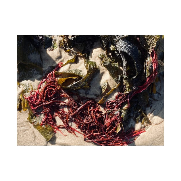 Seaweed Studies by goodieg