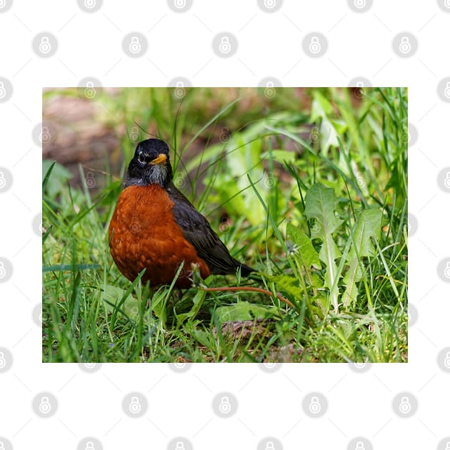 A Curious and Hopeful American Robin by walkswithnature