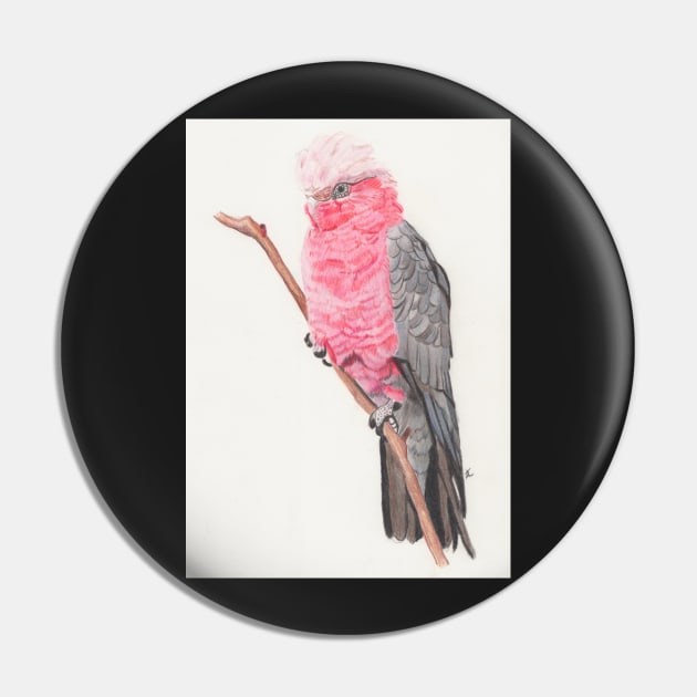 original pencil Drawing of galah Pin by Accabella