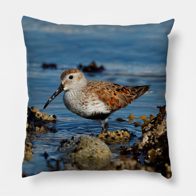 A Solitary Dunlin at the Jetty Pillow by walkswithnature