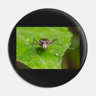 Unique and organic photo of a tiger beetle Pin
