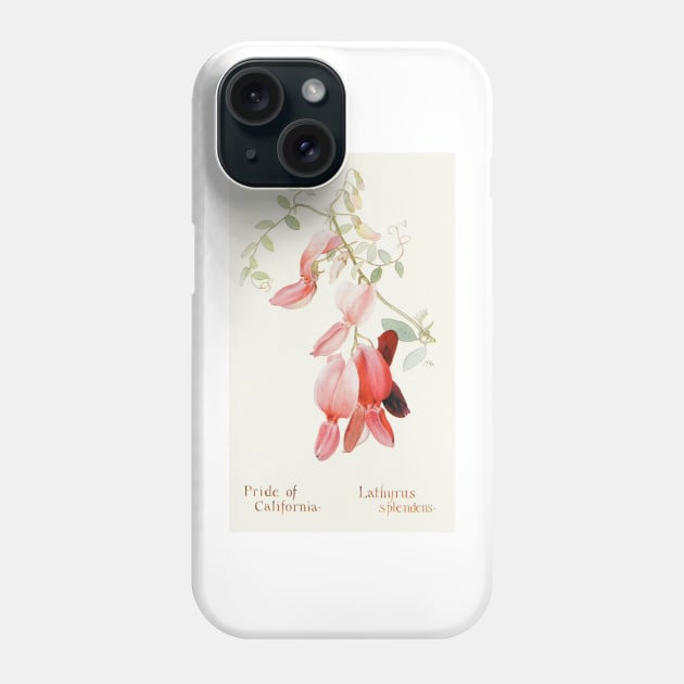 Pride of California - Botanical Illustration Phone Case by chimakingthings