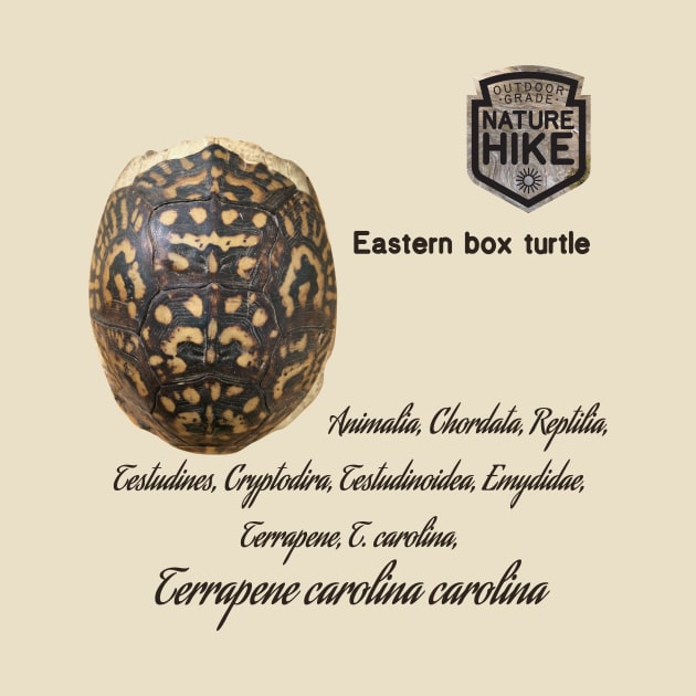 Eastern Box Turtle Shell Taxonomy by Nature Hike