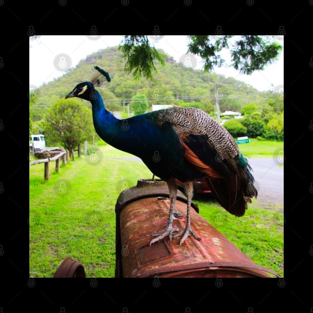 Peacock on a Tractor by Mickangelhere1