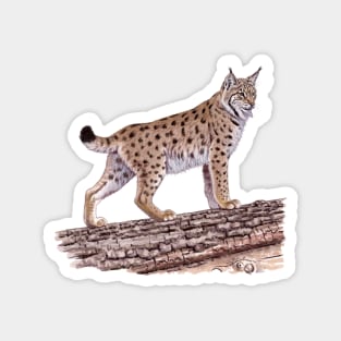 Eurasian Lynx Magnet