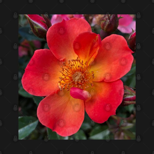 The Heart Frequency of the Orange Rose is Love by Photomersion