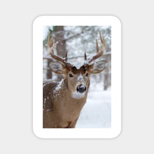 White-tailed buck in snow Magnet