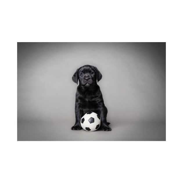 Labrador retriever puppy with ball by PetsArt