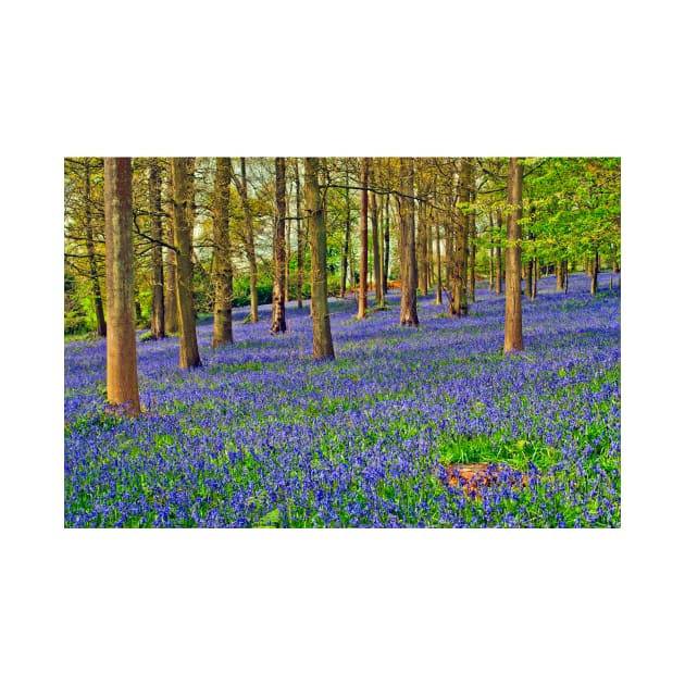 Bluebells Bluebell Woods Greys Court Oxfordshire UK by AndyEvansPhotos