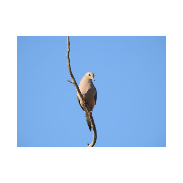 Mourning Dove, birds, wildlife, nature, gifts by sandyo2ly