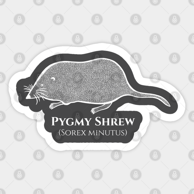 Pygmy Shrew with Common and Scientific Names - animal drawing - Shrew - Sticker | TeePublic Pygmy Shrew with Common and Scientific Names - animal drawing - Shrew - Sticker | TeePublic