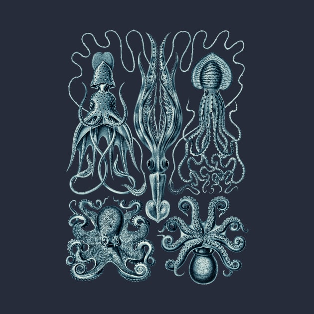 Ernst Haeckel Gamochonia Octopus Cerulean by Scientistudio