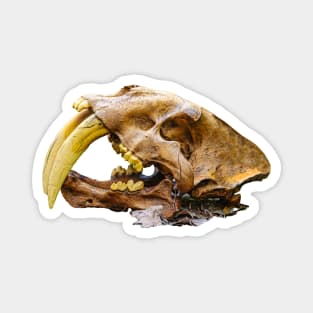 Side view of Saber Toothed Tiger Skull Magnet