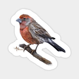 Perched Male House Finch Magnet