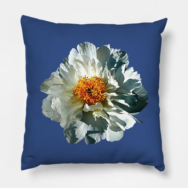 White Peony in Sunshine Pillow by SusanSavad