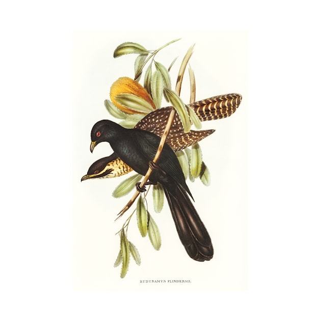 Flinder's Cuckoo by WAITE-SMITH VINTAGE ART
