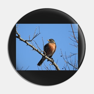 American Robin, Wild birds, Wildlife Gifts Pin