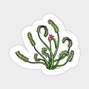 Drosera Capensis with Flower Carnivorous plant Cape Sundew Gift Drawing Magnet