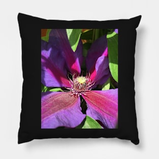 Stunning Purple Climbing Clematis Blooming Flower Power! Pillow