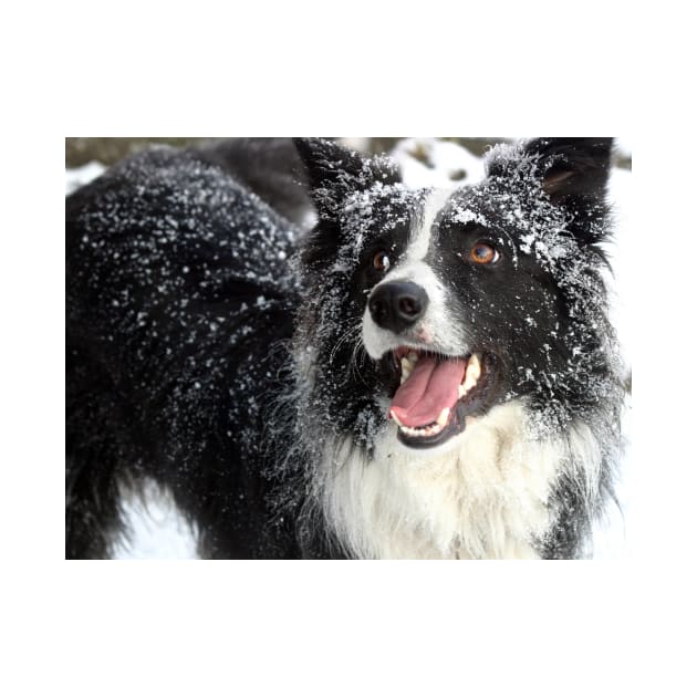 Border Collie in the Snow by Furtographic