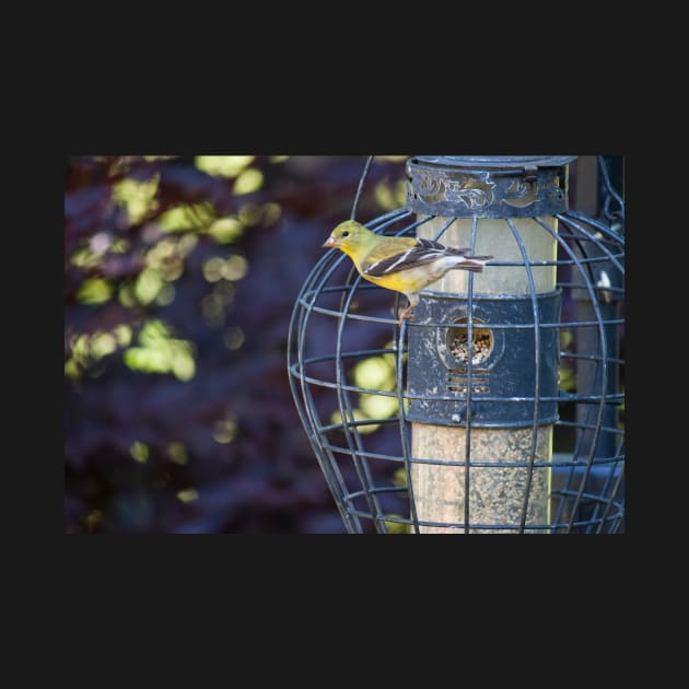 American Goldfinch by Jacquelie