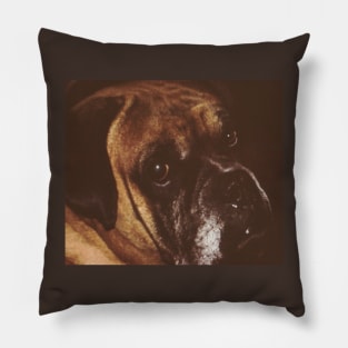 The boxer asking. Pillow