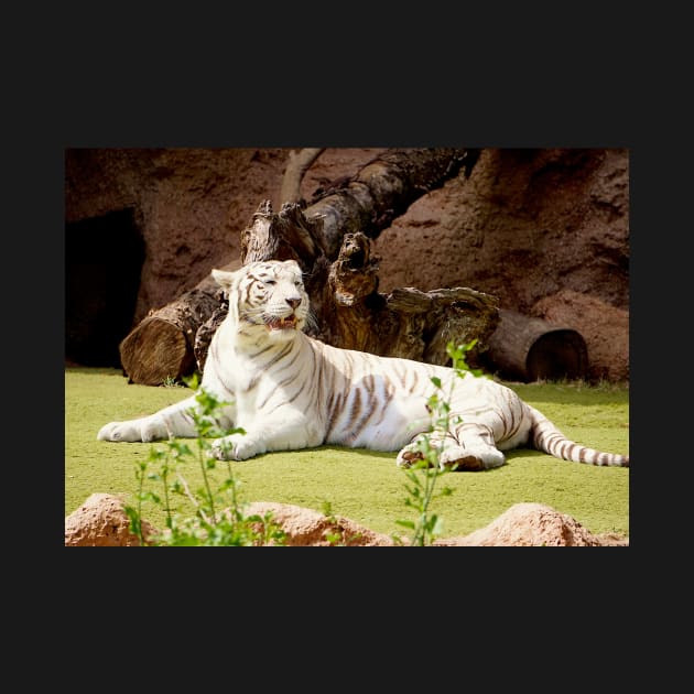 White Tiger (Bengal) by Nicole Gath Photography