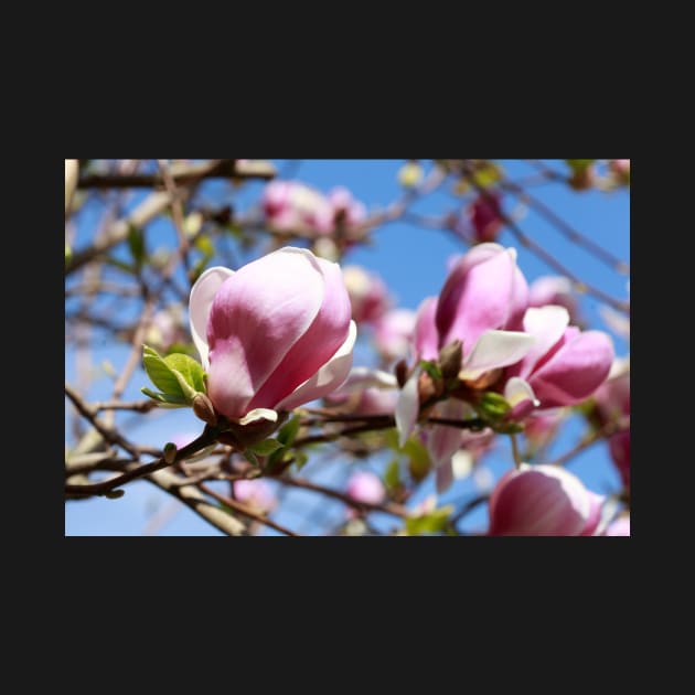 Magnolia blossom by Kruegerfoto