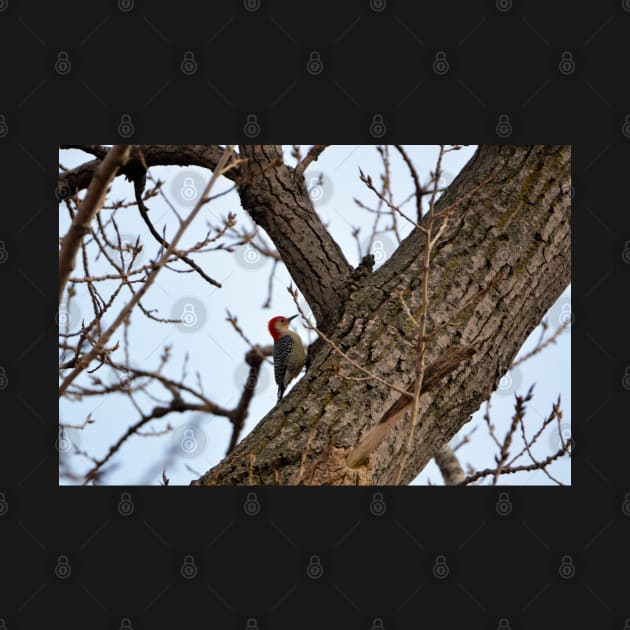 Wood Pecker by Drgnfly4free