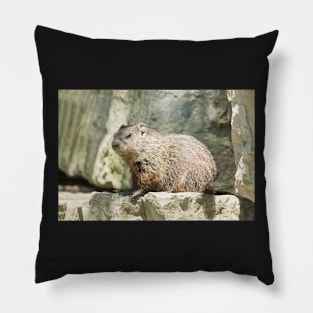 Ground Hog Day Pillow