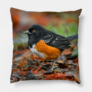 Spotted Towhee Sparrow Songbird in the Autumn Leaf Litter Pillow