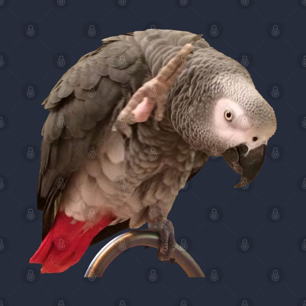 African Grey Parrot Funny Wave by Einstein Parrot