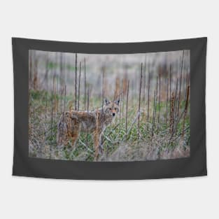 Coyote Eyes Tapestry