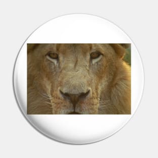 Lion portrait up close Pin