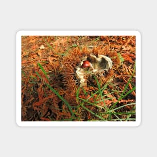 Chestnut Or Hedgehog? Magnet