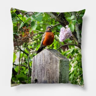 American Robin Standing On Top of a Post Pillow